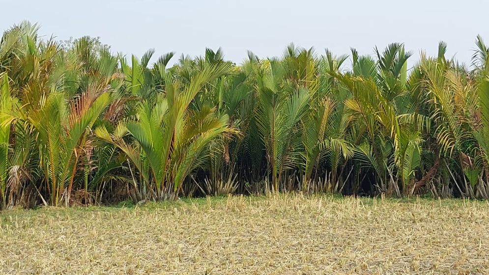 দক্ষিণাঞ্চলের অপার সম্ভাবনা গোলগাছের গুড়