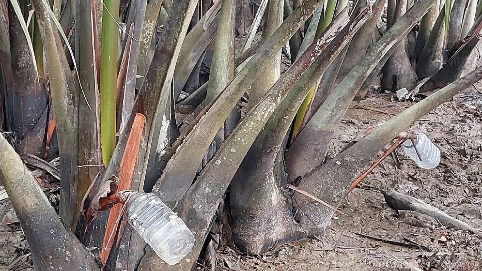 দক্ষিণাঞ্চলের অপার সম্ভাবনা গোলগাছের গুড়