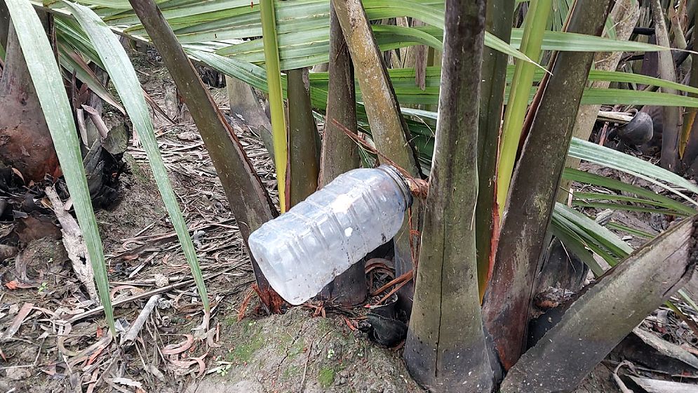 দক্ষিণাঞ্চলের অপার সম্ভাবনা গোলগাছের গুড়
