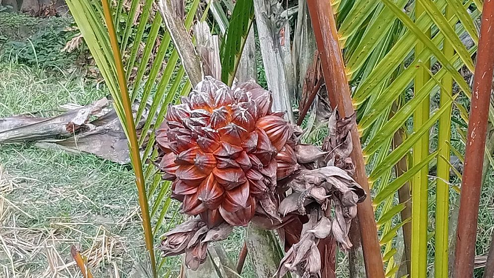 দক্ষিণাঞ্চলের অপার সম্ভাবনা গোলগাছের গুড়