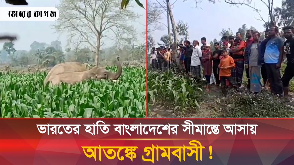 ভারতের হাতি বাংলাদেশের সীমান্তে আসায় আতঙ্কে গ্রামবাসী!