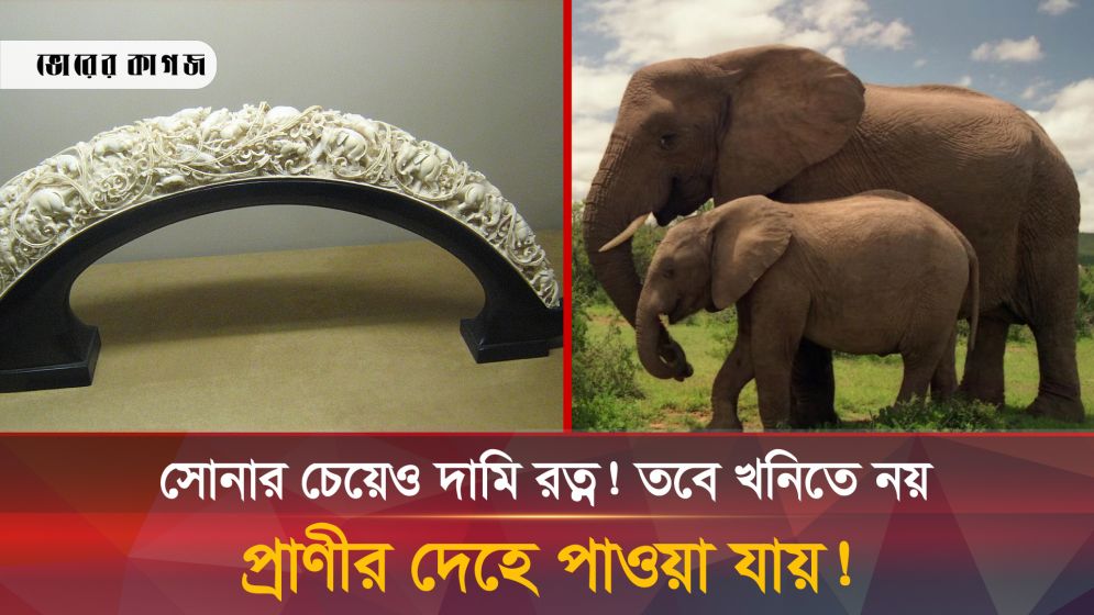 এই প্রাণীর দেহেই জন্মে সোনার চেয়েও দামি রত্ন! 