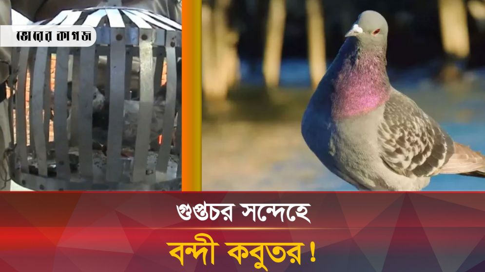 যে পরিণতি হলো ব-ন্দী কবুতরটির