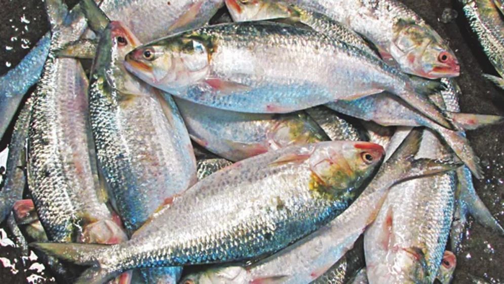 জাটকা সংরক্ষণ সপ্তাহ ১১-১৭ মার্চ