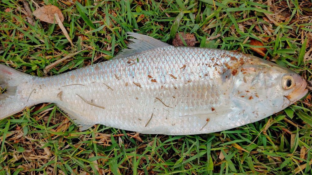 পুকুরে মিললো এক কেজির রুপালি ইলিশ