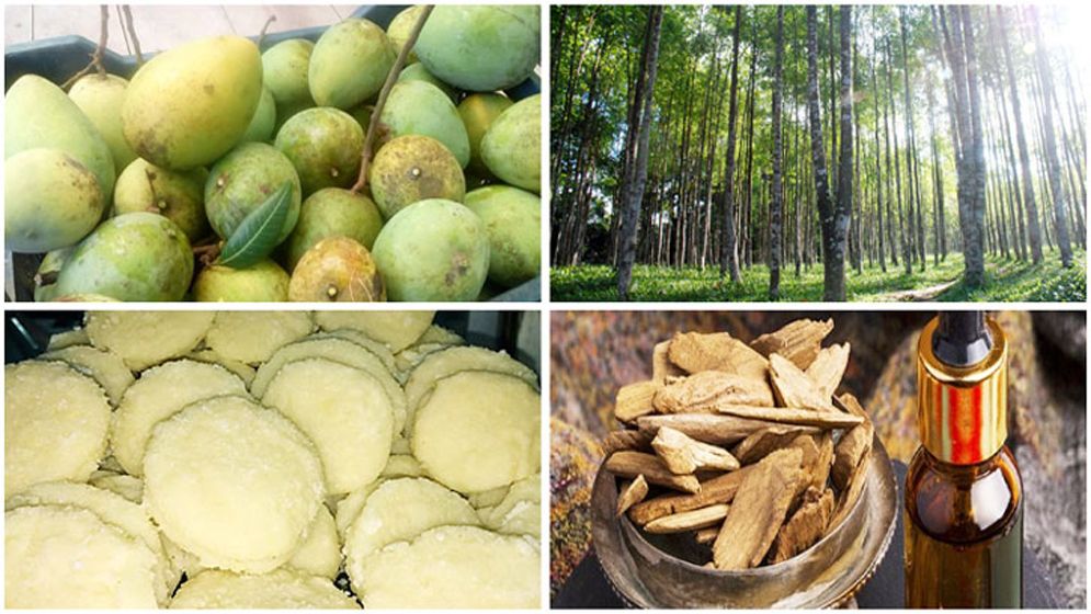আরো ৪ পণ্য পেলো জিআই অনুমোদন