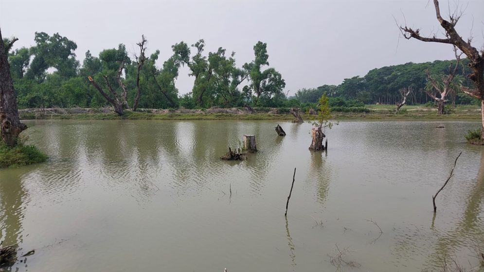কুয়াকাটায় বেড়িবাঁধ সংস্কারে বন উজাড়, ঝুঁকিতে সমুদ্র উপকুলের মানুষ