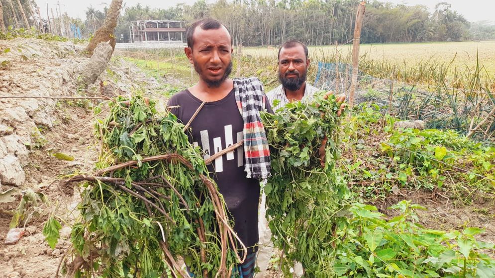 ঝালকাঠিতে সহস্রাধিক সবজি গাছ উপড়ে ফেলেছে দুর্বৃত্তরা