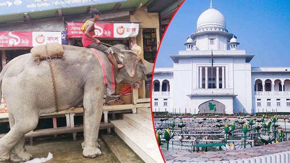 হাতি পালনের লাইসেন্স দেয়া স্থগিত রাখার নির্দেশ হাইকোর্টের