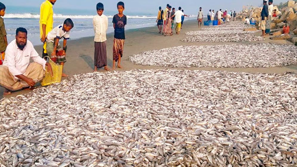 এক জালে ধরা পড়েছে ৭ লাখ টাকার মাছ