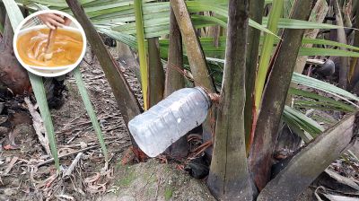 দক্ষিণাঞ্চলের নতুন সম্ভাবনা গোলগাছের গুর