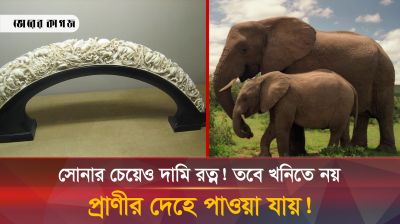 এই প্রাণীর দেহেই জন্মে সোনার চেয়েও দামি রত্ন! 