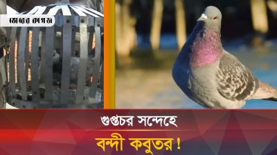 যে পরিণতি হলো ব-ন্দী কবুতরটির