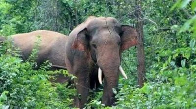 বাংলাবান্ধায় ভারতীয় বন্য হাতি, আতঙ্কে এলাকাবাসী