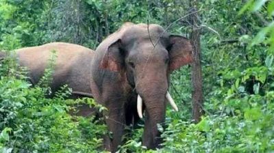 তেঁতুলিয়ায় ভারতীয় বন্য হাতির তাণ্ডবে আহত ১