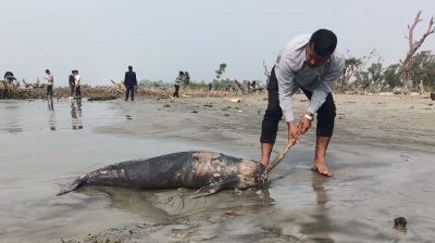 কুয়াকাটা সৈকতে ভেসে এলো মৃত ইরাবতী ডলফিন