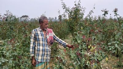 ঝিকরগাছায় গোলাপ বাগানে ছত্রাকের আক্রমণ, ক্ষতিগ্রস্ত কৃষকরা