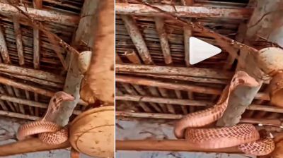 ঘরের ফ্যানে ঝুলছে কিং কোবরা! (ভিডিও)