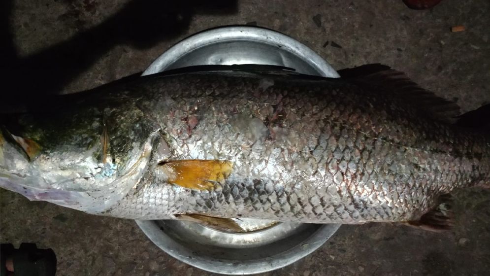 এক কোরালের দাম ১৮ হাজার টাকা! 
