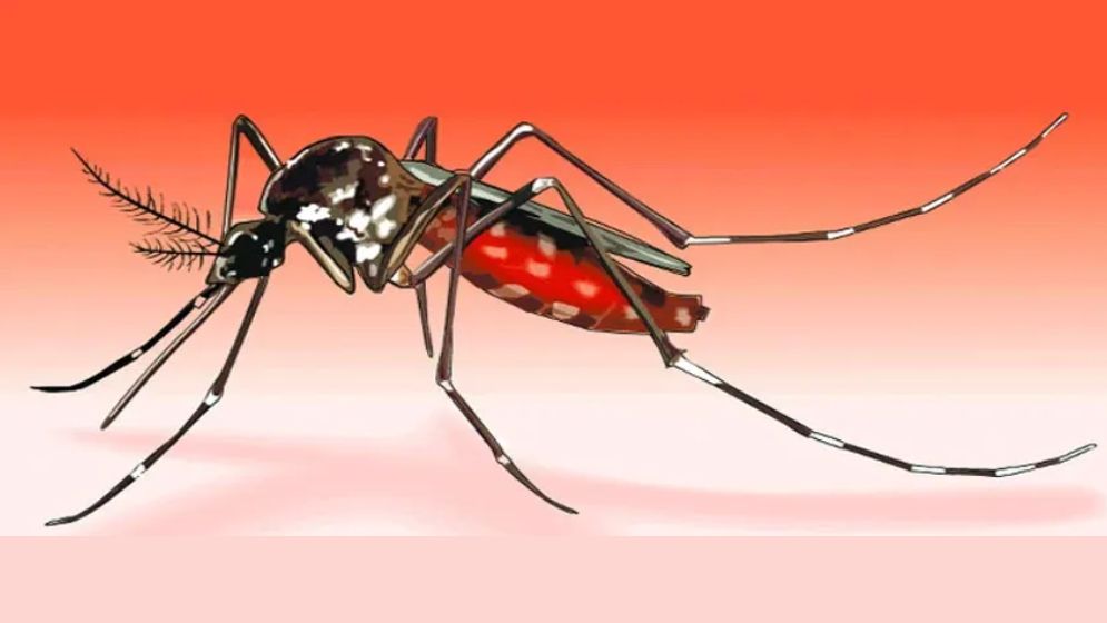 বসন্তে ডেঙ্গুর চোখ রাঙানি
