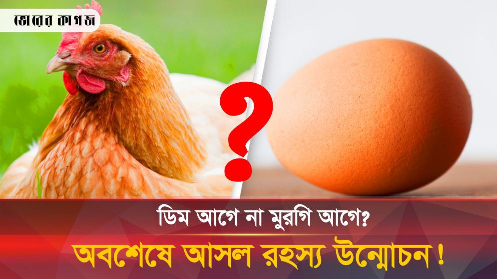 ডিম আগে না মুরগি আগে? গবেষণায় সকল বিতর্কের অবসান!