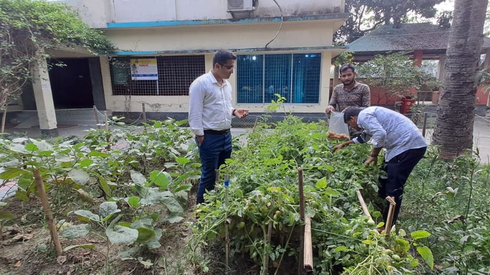 দাউদকান্দি ভূমি অফিসের সবজি বাগান