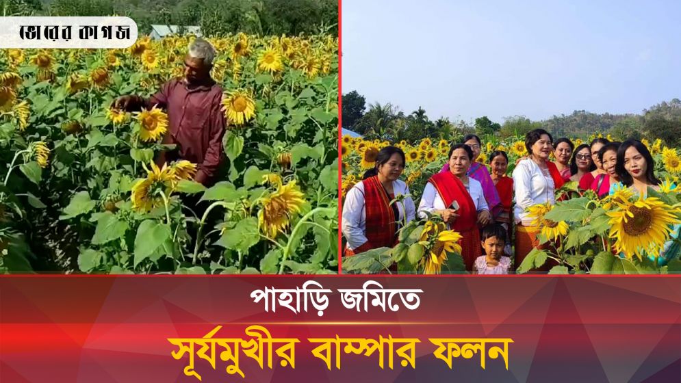পাহাড়ের আনাবাদি জমিতে সূর্যমুখীর বাম্পার ফলন, কৃষকের মুখে হাসি