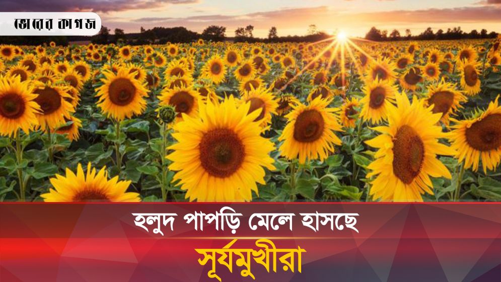 সিরাজগঞ্জে সূর্যমুখীর বাম্পার ফলন, ঝলমল করছে কৃষকের স্বপ্ন 