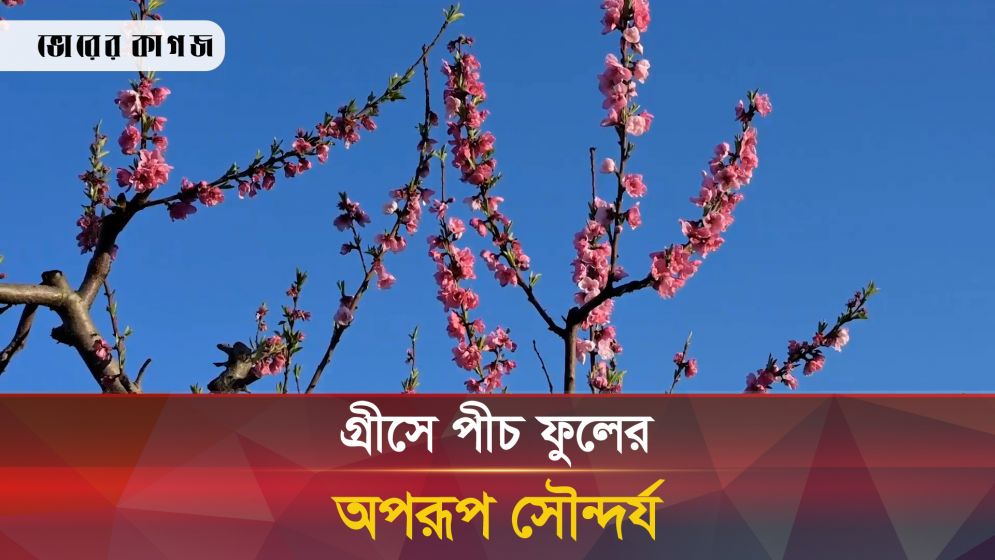 গ্রিসে পিচ ফুলের অপরূপ সৌন্দর্য