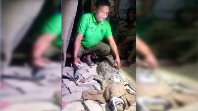 কুমিরের পিঠে বসানো হল স্যাটেলাইট ট্রান্সমিটার