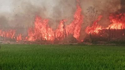 কুষ্টিয়ায় পানের বরজে ভয়াবহ আগুন, নিয়ন্ত্রণে ৮ ইউনিট