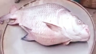 জেলের জালে ধরা পড়ল ৩২ কেজি ওজনের কাতলা
