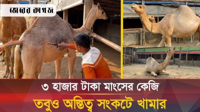 কী অবস্থায় দেশের একমাত্র উটের খামার?