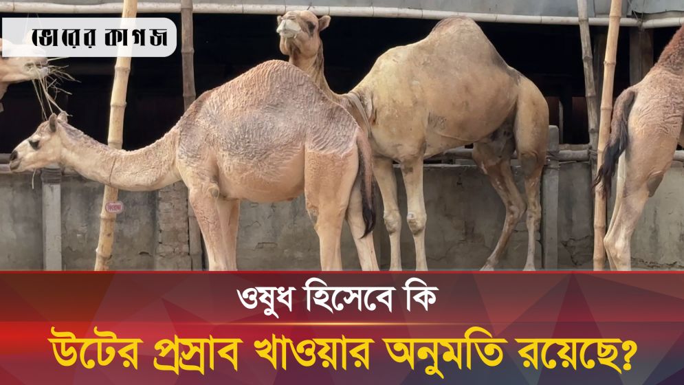 সত্যিই কি উটের প্রস্রাব দিয়ে কঠিন রোগের ওষুধ তৈরি হয়?