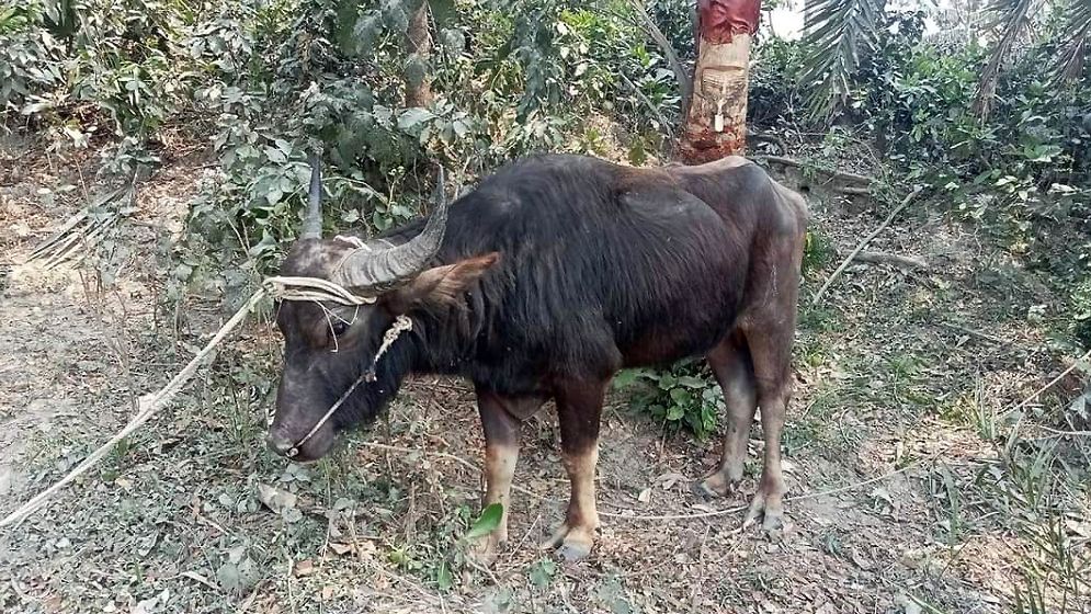 গলাচিপায় মহিষের আক্রমণে কৃষকের মৃত্যু