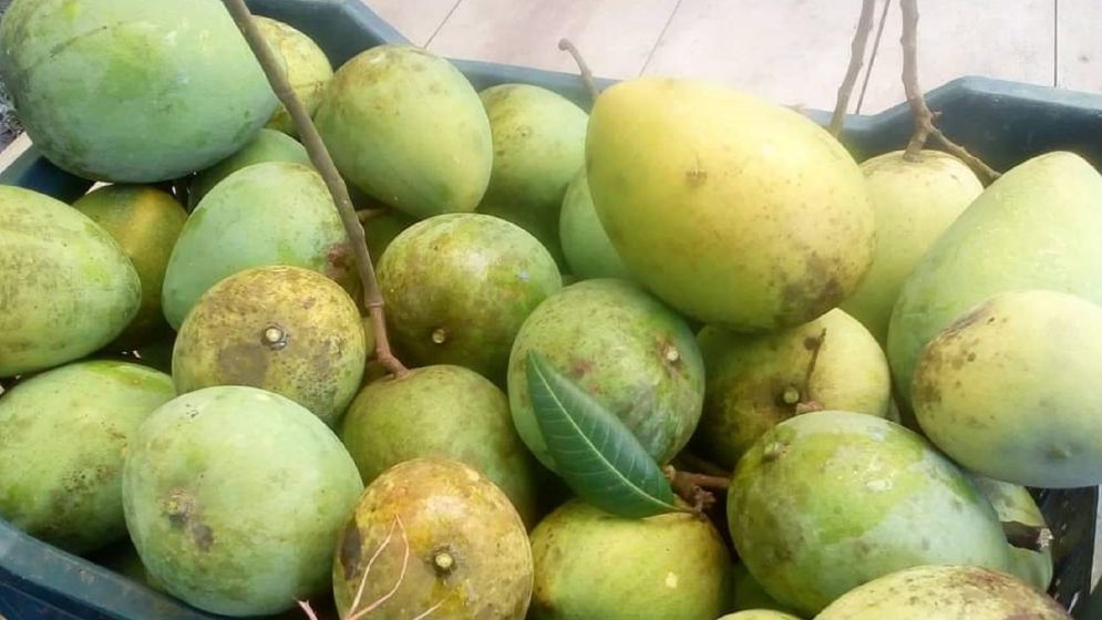 জিআই স্বীকৃতি পাচ্ছে হাঁড়িভাঙা আম