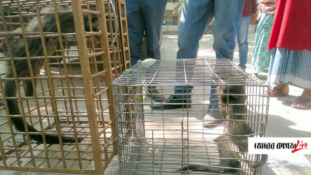 দেওয়ানগঞ্জে বিরল প্রজাতির গন্ধগোকুল উদ্ধার