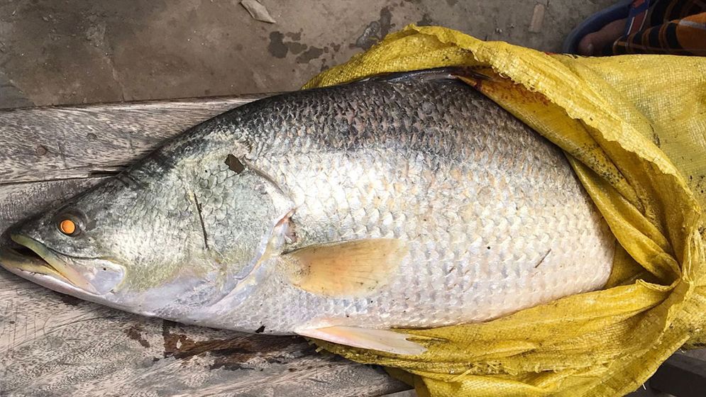 হাতিয়ায় পুকুরে মিলল ১০ কেজি ওজনের কোরাল মাছ