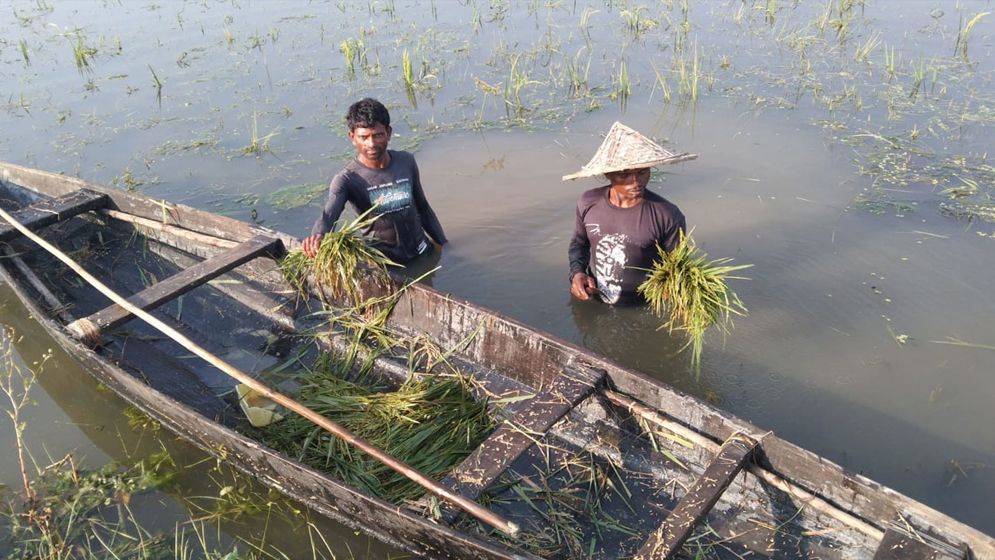 বৃষ্টির পানিতে তলিয়ে গেছে হাওরের কোটি টাকার ধান