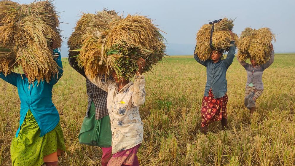 মজুরি বৈষম্যের শিকার আদিবাসী নারী কৃষি শ্রমিক