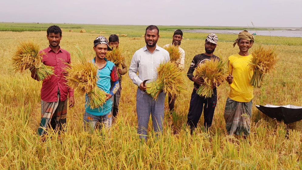 মধ্যনগরের টাঙ্গুয়ার হাওরে বোরো ধান কাটা শুরু