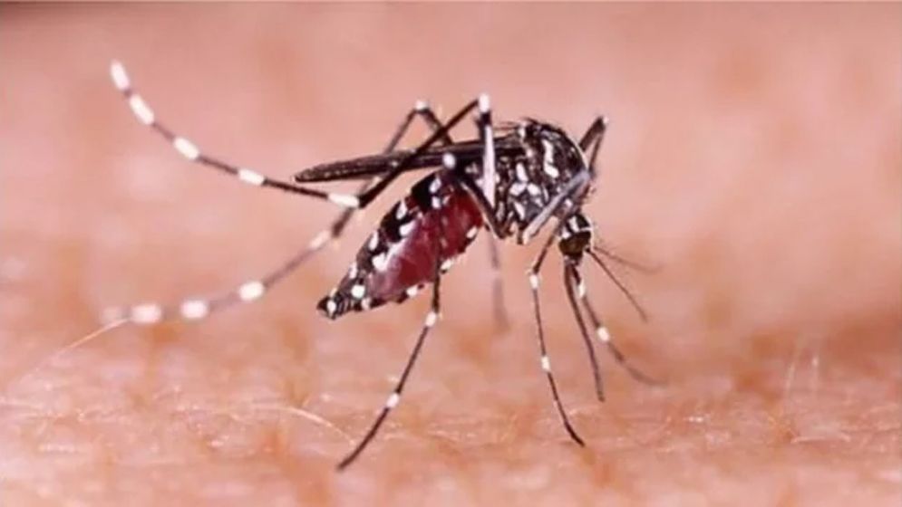 মারাত্মক আকারে ছড়িয়ে পড়েছে ডেঙ্গু