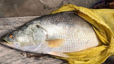 হাতিয়ায় পুকুরে মিলল ১০ কেজি ওজনের কোরাল মাছ