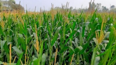 তিস্তায় ৭৫ কোটির ভুট্টা!! 