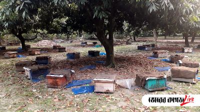 যেভাবে লিচু বাগানে স্থাপিত হলো মৌবাক্স