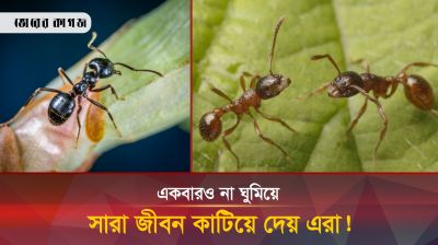 সারা জীবনে একবারও ঘুমায় না! তাহলে এরা বাঁচে কীভাবে?