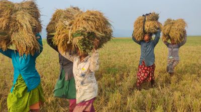 মজুরি বৈষম্যের শিকার আদিবাসী নারী কৃষি শ্রমিক