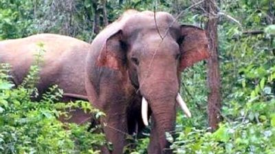 নালিতাবাড়িতে বন্যহাতি কেড়ে নিল কৃষকের প্রাণ  