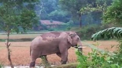 নালিতাবাড়িতে বন্যহাতি কেড়ে নিল কৃষকের প্রাণ 