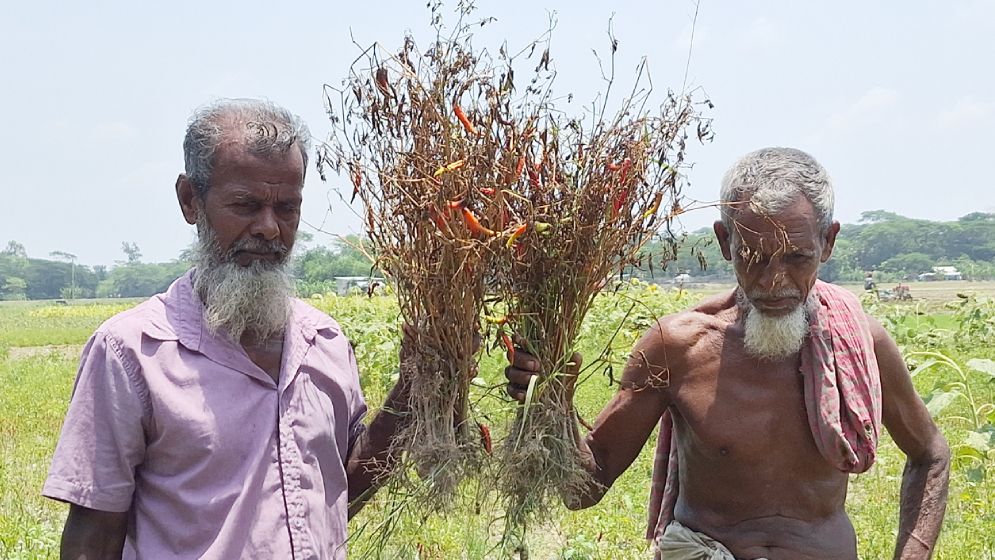 বৃষ্টির অভাবে বরগুনায় জমিতেই নষ্ট হচ্ছে ফসল